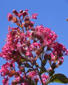 Lagerstroemia Comanche