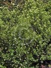 Pittosporum tenuifolium Green Pillar