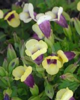 Torenia fournieri Yellow Moon