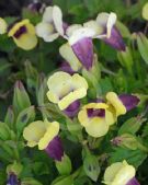 Torenia fournieri Yellow Moon