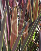 Cordyline australis Choc Mint