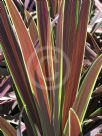 Cordyline australis Choc Mint