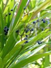 Cordyline stricta Congesta