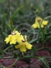 Goodenia heterophylla