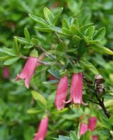 Correa Dusky Bells