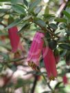 Correa Dusky Bells