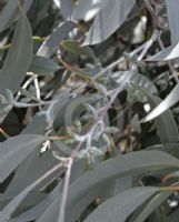 Eucalyptus cinerea triplex