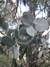 Eucalyptus cinerea triplex