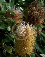 Banksia integrifolia compar