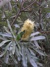 Banksia integrifolia compar