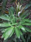 Banksia integrifolia compar