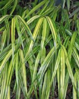 Hakonechloa macra Alboaurea