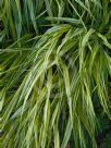 Hakonechloa macra Alboaurea