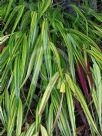 Hakonechloa macra Alboaurea