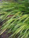 Hakonechloa macra Alboaurea