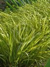 Hakonechloa macra Alboaurea