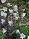 Campanula persicifolia Alba