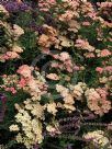 Achillea Salmon Beauty