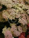 Achillea Salmon Beauty