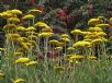 Achillea filipendulina Cloth of Gold