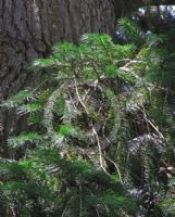 Abies spectabilis