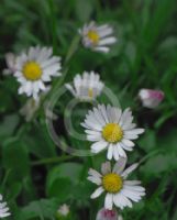 Bellis perennis