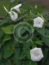 Calystegia tuguriorum