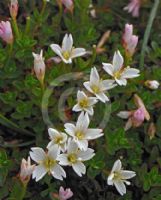 Epilobium macropus