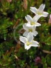 Epilobium macropus