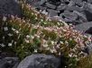 Epilobium macropus