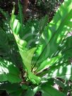 Asplenium harmanii