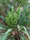 Asplenium harmanii