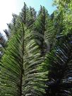 Araucaria subulata