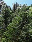 Araucaria subulata