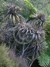 Cordyline australis Purpurea