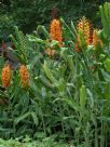 Hedychium coccineum Tara