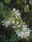 Abelia chinensis