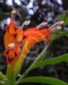 Aeschynanthus speciosus