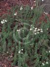 Eriogonum fasciculatum