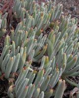 Dudleya hassei