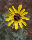 Encelia californica