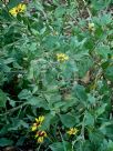 Encelia californica