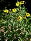 Encelia californica