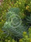 Euphorbia Copton Ash