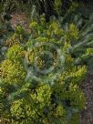 Euphorbia Copton Ash