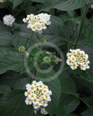 Lantana camara Alba