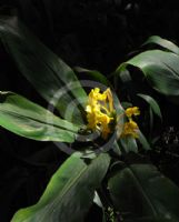 Hedychium flavum