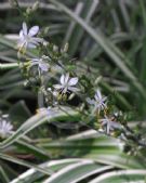 Chlorophytum comosum Picturatum