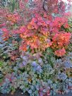 Cotinus Grace