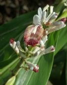 Alpinia calcarata